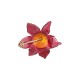 Broche Nádia Gimenes Hibisco Esmaltado Dourado